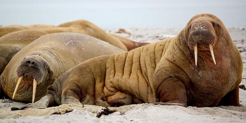 企业管理咨询新范式：以NCABGS框架驱动企业培训与运营优化协同升级