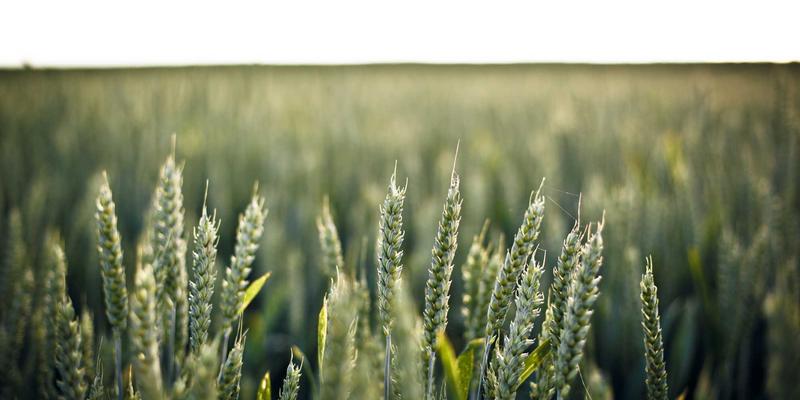 家族企业治理现代化：以战略规划与领导力发展平衡传统与创新的传承之道