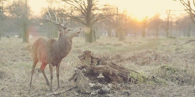 战略规划引领数字化转型：企业管理咨询如何制定与业务深度融合的数字化路线图